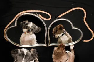 pet pawtrait